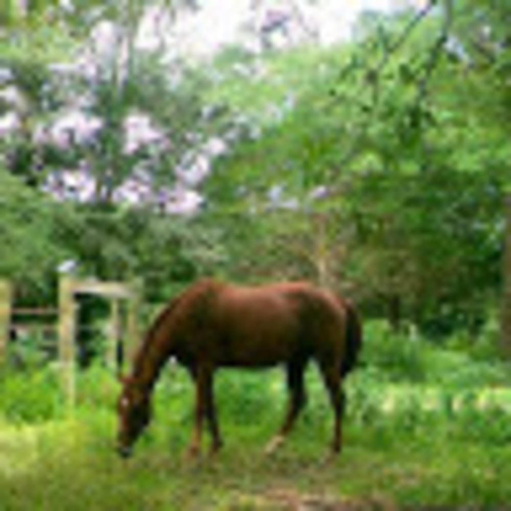 Meet your Posher, Tai